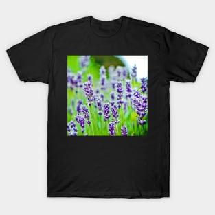 Purple Lavender T-Shirt